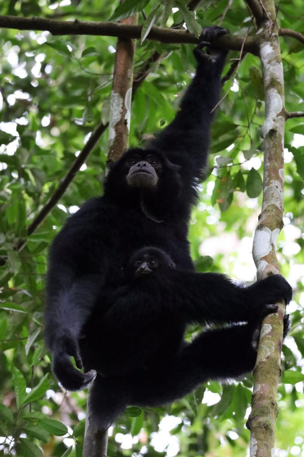 R5 Keramba Inn Bukit Lawang Εξωτερικό φωτογραφία