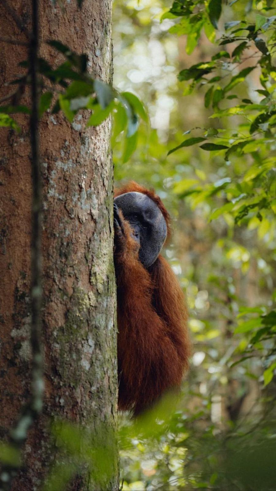 R5 Keramba Inn Bukit Lawang Εξωτερικό φωτογραφία