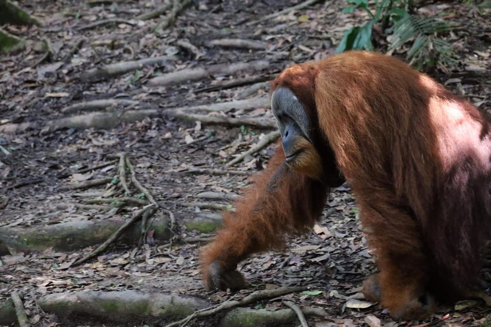 R5 Keramba Inn Bukit Lawang Εξωτερικό φωτογραφία