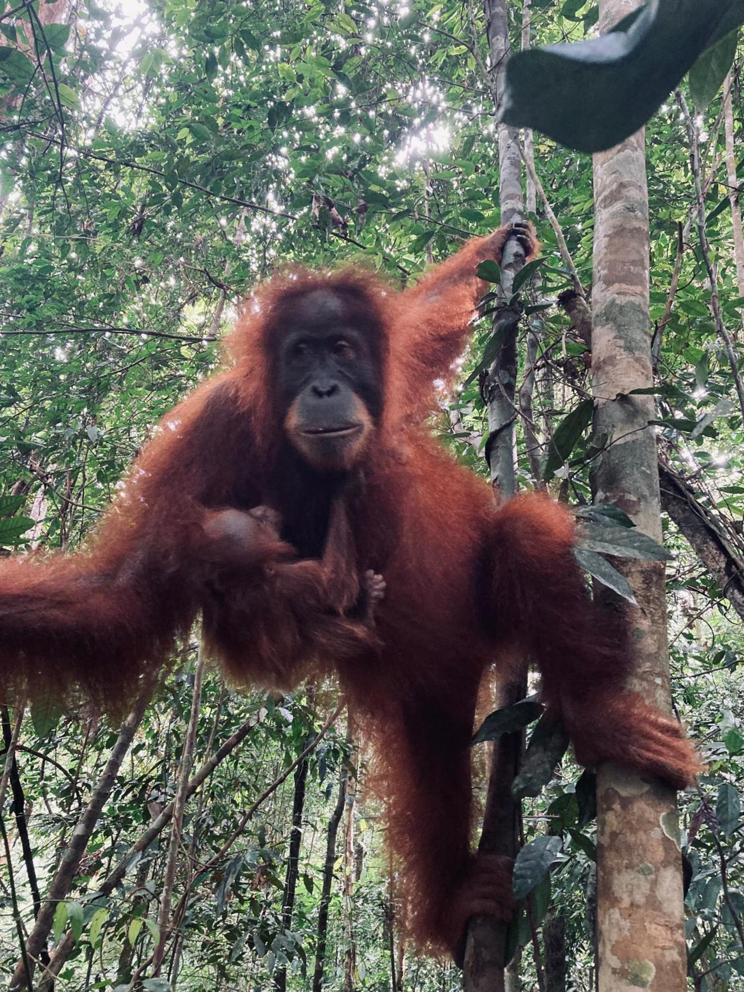 R5 Keramba Inn Bukit Lawang Εξωτερικό φωτογραφία
